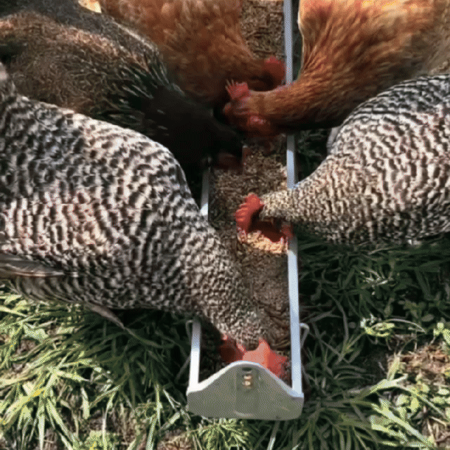 Stimulator pentru ouat