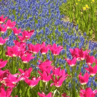 Mix premium de bulbi de lalele !