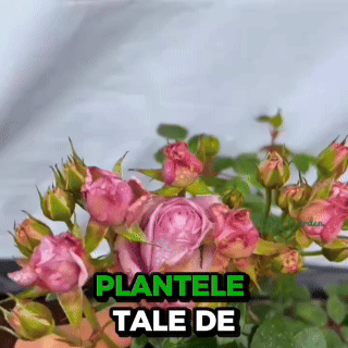 Lichid biodinamic din frunze de urzică, Mana