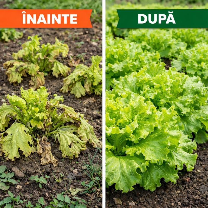 Ingrasamant pentru salata